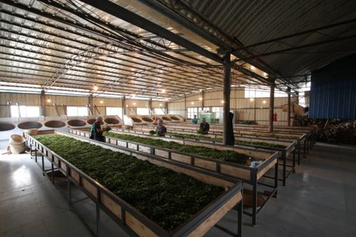 小李總普洱茶源頭工廠 源頭直供，品質(zhì)卓越